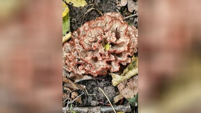В Калининградской области пошла новая обильная волна опят (фото)   - Новости Калининграда | Фото: Светлана Петрушенко
