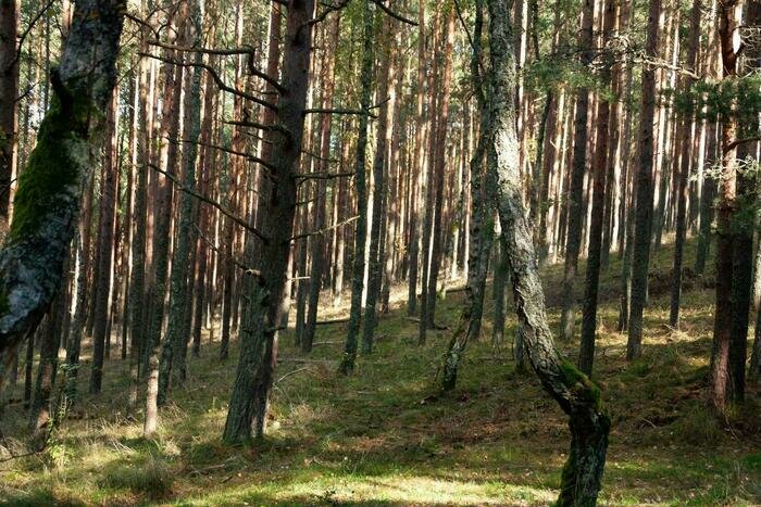 Куршская коса вместо медитации: море, дюны и немного тишины