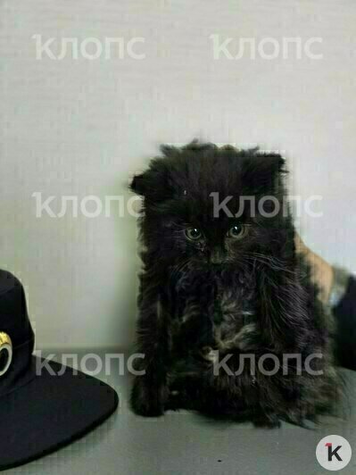 Пушистому мальчику около двух месяцев | Фото: Предоставила Екатерина Ублинская 