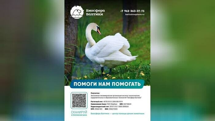 НЕ енот и другие: «Биосфера Балтики», даже приостановив приём, продолжает спасать диких животных (фото, видео) - Новости Калининграда