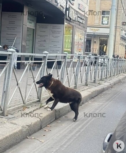 В Калининграде ищут пса, которого подростки затащили в «Ласточку» и увезли (фото)   - Новости Калининграда