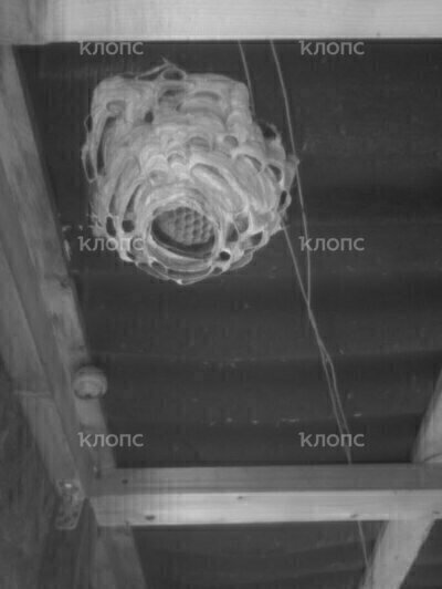 Под Калининградом на дачной веранде выросло гигантское «космическое» гнездо (фото)    - Новости Калининграда | Фото: предоставила Виктория