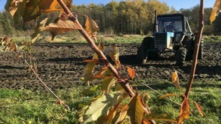 В 2027 году с черешневой стены в Зеленоградском районе планируют получить первый урожай - Новости Калининграда | Фото: администрация Зеленоградского района