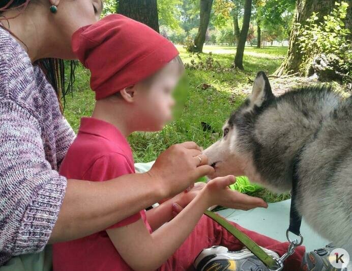 Ита умеет ждать: 30 калининградских собак-терапевтов помогают людям, но сами до сих пор без света и вольеров (фото) - Новости Калининграда | Фото: Елена Сальникова